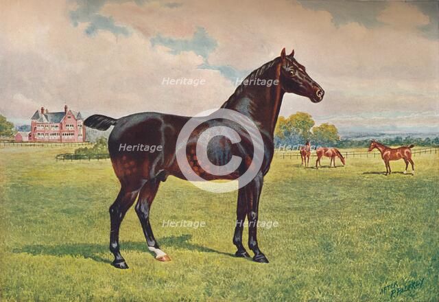 Hackney Pony stallion Berkeley Model, c1900 (c1910). Artist: Henry Powell Palfrey.