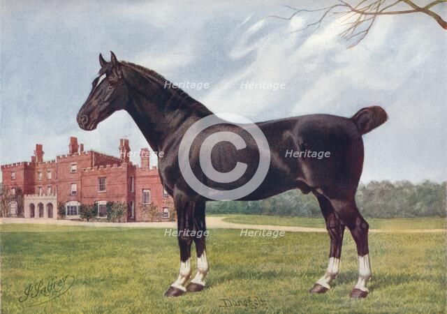 Hackney stallion Danegelt, c1905 (c1910). Artist: Henry Powell Palfrey.