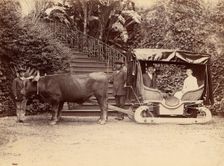 "Hack" Madeira, 1880s. Creator: Unknown