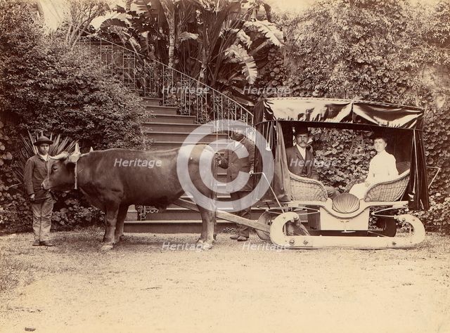 "Hack" Madeira, 1880s. Creator: Unknown.