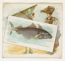 Haddock, from Fish from American Waters series (N39) for Allen & Ginter Cigarettes, 1889. Creator: Allen & Ginter