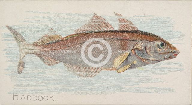 Haddock, from the Fish from American Waters series (N8) for Allen & Ginter Cigarettes Brands, 1889. Creator: Allen & Ginter.