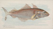 Haddock, from the Fish from American Waters series (N8) for Allen & Ginter Cigarettes Brands, 1889. Creator: Allen & Ginter