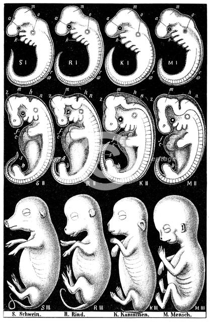 Haeckel's comparision of embryos of Pig, Cow, Rabbit and Man. Artist: Ernst Haeckel