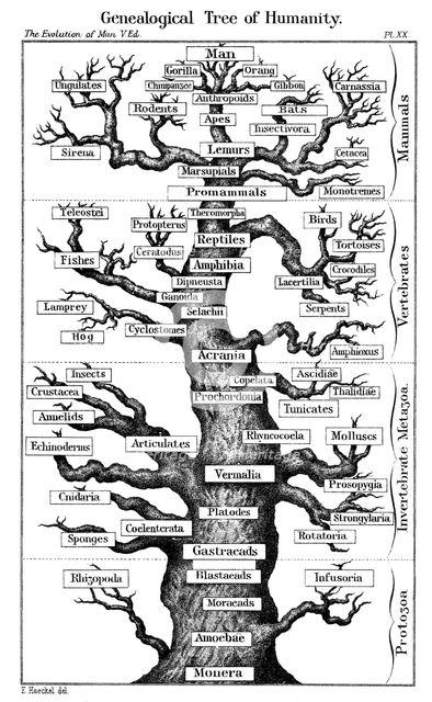 Haeckel's scheme of  evolution displayed in the form of a tree, 1910. Artist: Ernst Haeckel