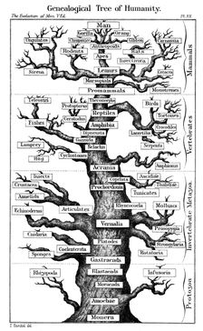 Haeckel's scheme of evolution displayed in the form of a tree, 1910. Artist: Ernst Haeckel