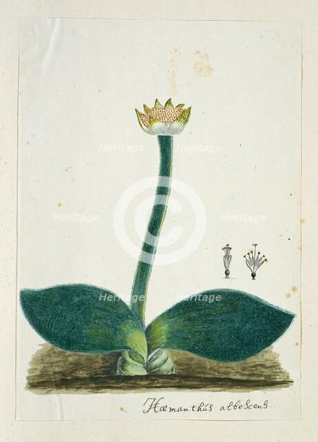Haemanthus albiflos (Paintbrush), 1777-1786. Creator: Robert Jacob Gordon.