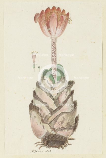 Haemanthus coccineus L. (Blood flower), 1777-1786. Creator: Robert Jacob Gordon.