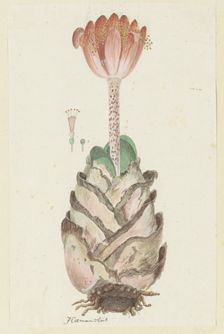 Haemanthus coccineus L. (Blood flower), 1777-1786. Creator: Robert Jacob Gordon