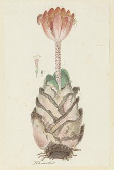 Haemanthus coccineus L. (Blood flower), 1777-1786. Creator: Robert Jacob Gordon