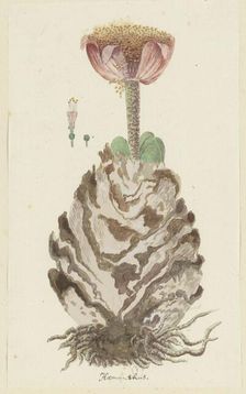 Haemanthus coccineus L. (Blood flower), 1777-1786. Creator: Robert Jacob Gordon