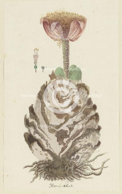 Haemanthus coccineus L. (Blood flower), 1777-1786. Creator: Robert Jacob Gordon.