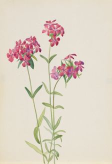 Hairy Phlox (Phlox amoena), ca. early 1930s. Creator: Mary Vaux Walcott
