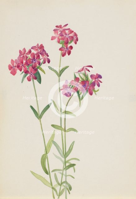 Hairy Phlox (Phlox amoena), ca. early 1930s. Creator: Mary Vaux Walcott.