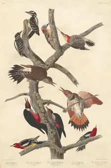Hairy Woodpecker, 1838. Creator: Robert Havell