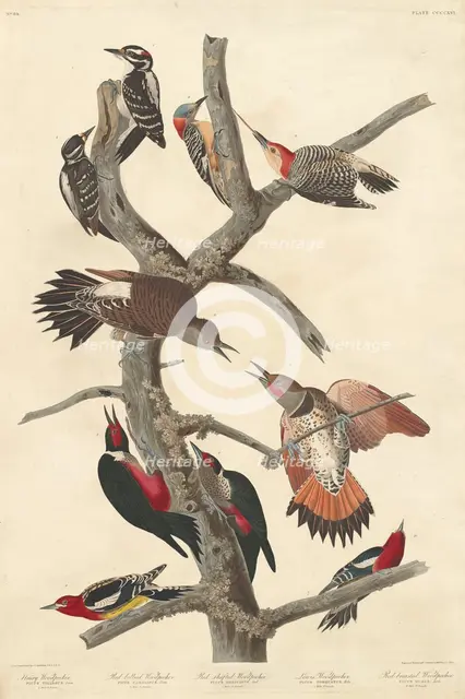 Hairy Woodpecker, 1838. Creator: Robert Havell.