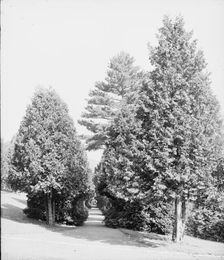 Half through the cedars, Fort William Henry Hotel, Lake George, N.Y., between 1900 and 1905. Creator: Unknown