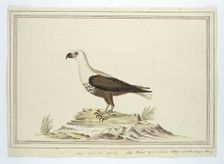 Haliaetus vocifer (African fish eagle), 1777-1786. Creator: Robert Jacob Gordon