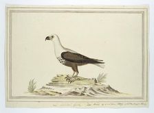 Haliaetus vocifer (African fish eagle), 1777-1786. Creator: Robert Jacob Gordon