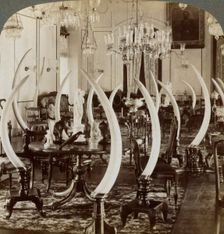 Hall of Tusks, in the home of Lady de Soysa, Bambalapitiya, Colombo, Ceylon, 1903. Artist: Underwood & Underwood