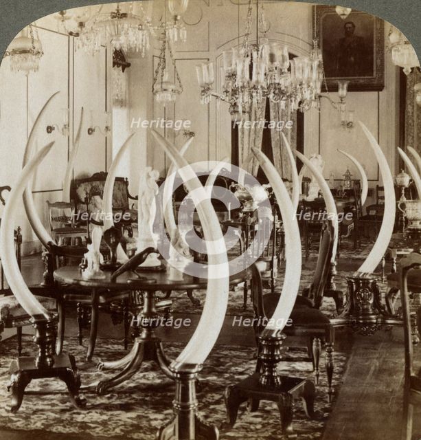 'Hall of Tusks,' in the home of Lady de Soysa, Bambalapitiya, Colombo, Ceylon, 1903. Artist: Underwood & Underwood