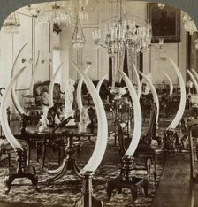 Hall of Tusks, in the home of Lady de Soysa, Bambalapitiya, Colombo, Ceylon, 1903. Artist: Underwood & Underwood