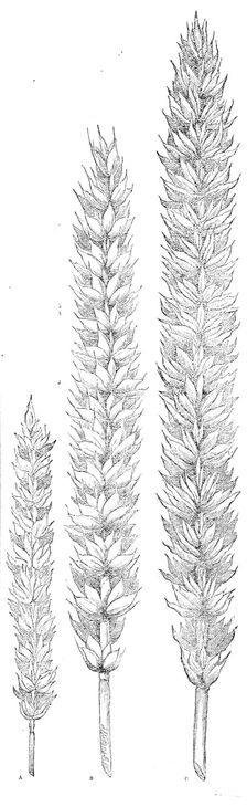 Hallett's pedigree nursery wheat, 1862. Creator: Unknown