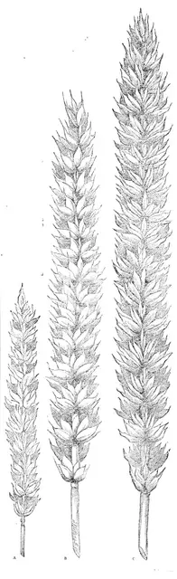 Hallett's pedigree nursery wheat, 1862. Creator: Unknown.