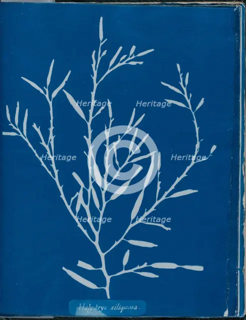 Halydrys siliquosa, 1843 or 1844. Creator: Anna Atkins.