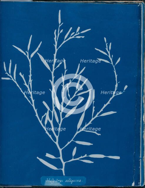 Halydrys siliquosa, 1843 or 1844. Creator: Anna Atkins.