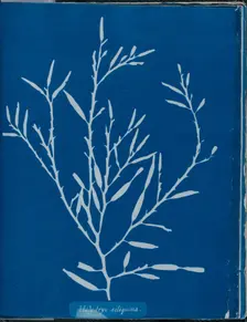 Halydrys siliquosa, 1843 or 1844. Creator: Anna Atkins