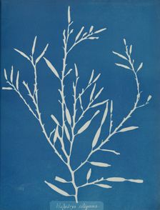 Halydrys siliquosa, ca. 1853. Creator: Anna Atkins