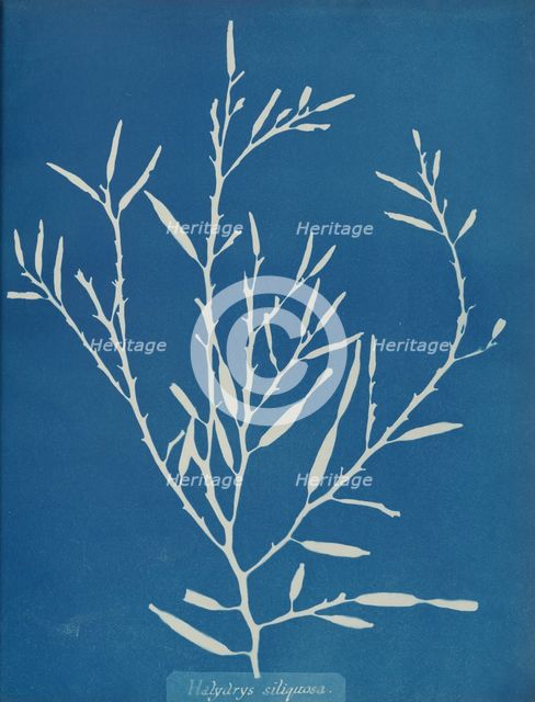 Halydrys siliquosa, ca. 1853. Creator: Anna Atkins.