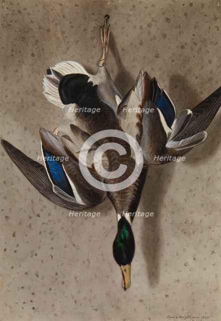 Hanging Mallard, 1834. Creator: Ferdinand von Wright.