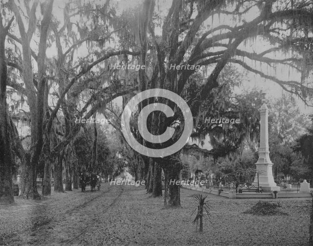 'Hanging Moss on Live-Oak, Savannah, Georgia', c1897.  Creator: Unknown.