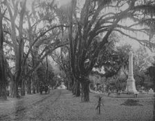 Hanging Moss on Live-Oak, Savannah, Georgia c1897. Creator: Unknown