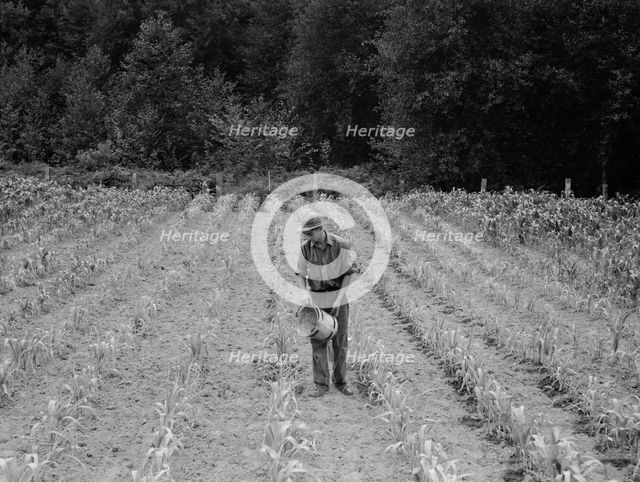 Hand irrigation on small rented...farm, Grays Harbor County, Western Washington, 1939. Creator: Dorothea Lange.