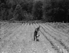 Hand irrigation on small rented subsistence farm, Grays Harbor County, Western Washington, 1939. Creator: Dorothea Lange