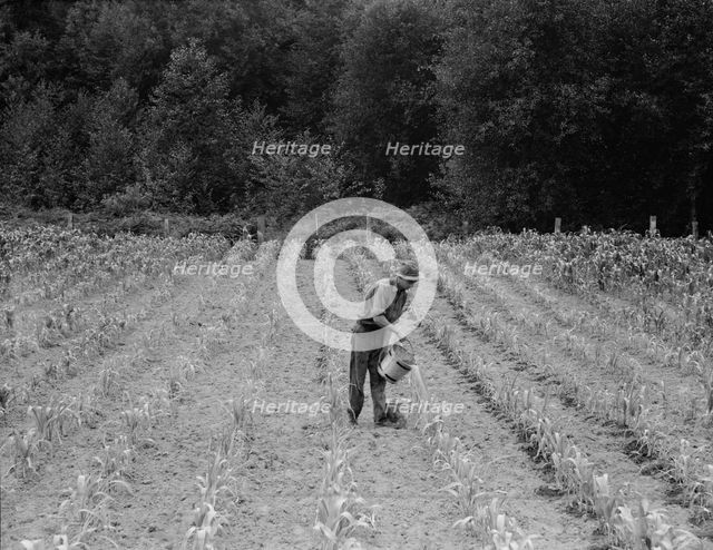 Hand irrigation on small rented subsistence farm, Grays Harbor County, Western Washington, 1939. Creator: Dorothea Lange.