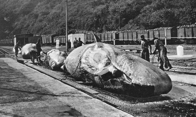 Handling whales at the Bluff, Durban, South Africa. Artist: Unknown