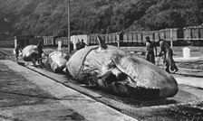 Handling whales at the Bluff, Durban, South Africa