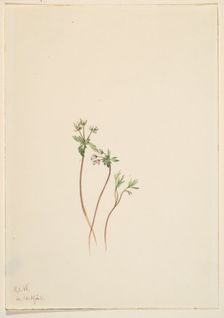 Harbinger of Spring (Erigenia bulbosa), 1920. Creator: Mary Vaux Walcott