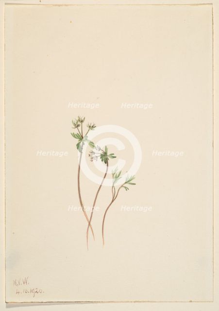 Harbinger of Spring (Erigenia bulbosa), 1920. Creator: Mary Vaux Walcott.