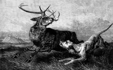 "Hard Pressed", diploma picture by R. Ansdell, R.A., 1873. Creator: Richard Ansdell