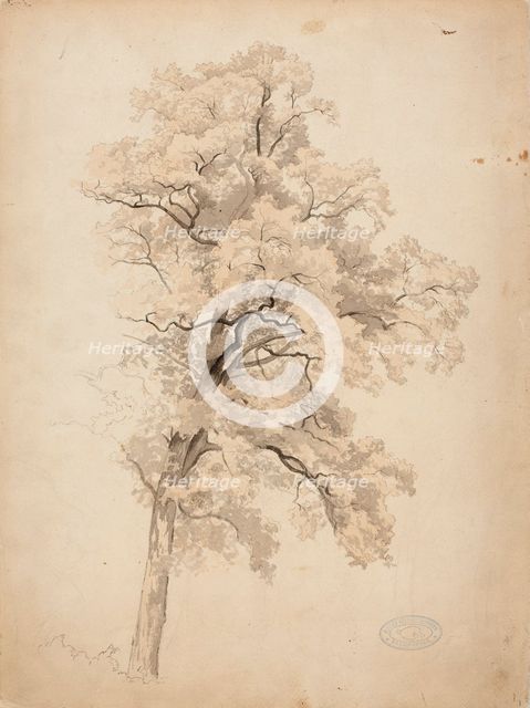 Hardwood, 1848-1860. Creator: Werner Holmberg.