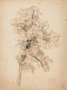 Hardwood, 1848-1860. Creator: Werner Holmberg