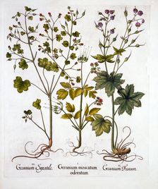 Hardy Geraniums, from Hortus Eystettensis by Basil Besler (1561-1629), pub. 1613 (hand-coloured e