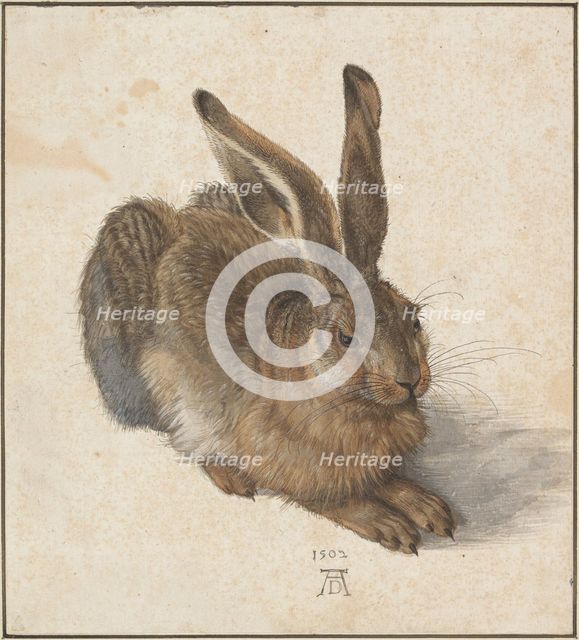 Hare, 1502. Artist: Dürer, Albrecht (1471-1528)