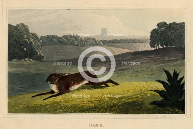 Hare, c1827. Creator: Newton Smith Limbird Fielding.