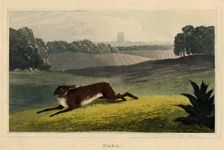 Hare, c1827. Creator: Newton Smith Limbird Fielding